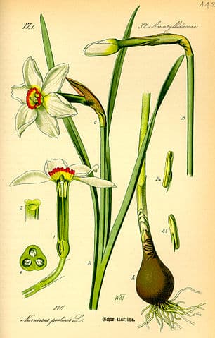 Daffodil Plant