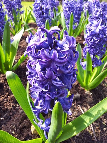 Hyacinth Flowers