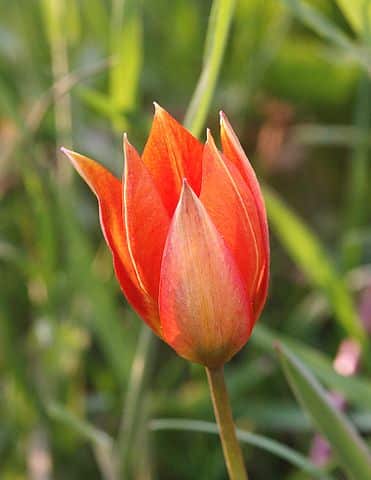 Just one of many tulip varieties.