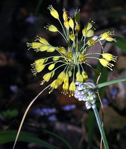 Allium. (2023, March 17). In Wikipedia. https://en.wikipedia.org/wiki/Allium