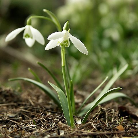 Snowdrops