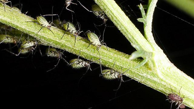 Aphids