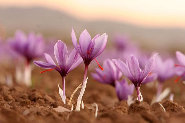 Crocus Flowers