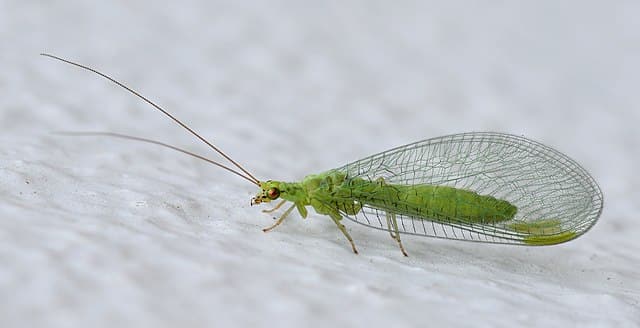 Lacewing