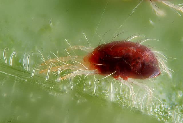 Spider mite. (2023, February 25). In Wikipedia. https://en.wikipedia.org/wiki/Spider_mite