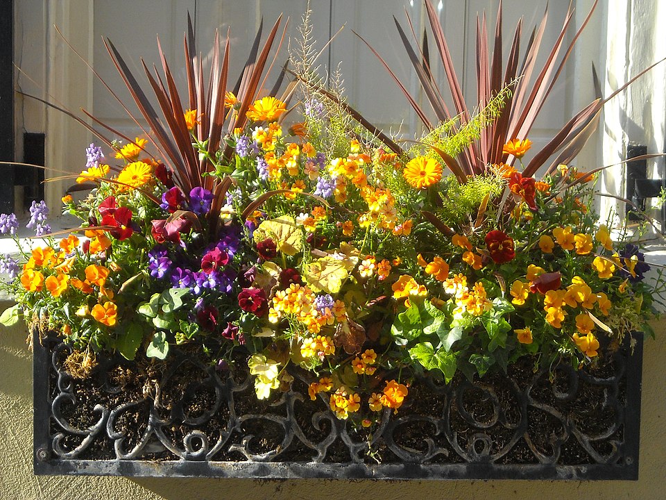 Plants in Window Box