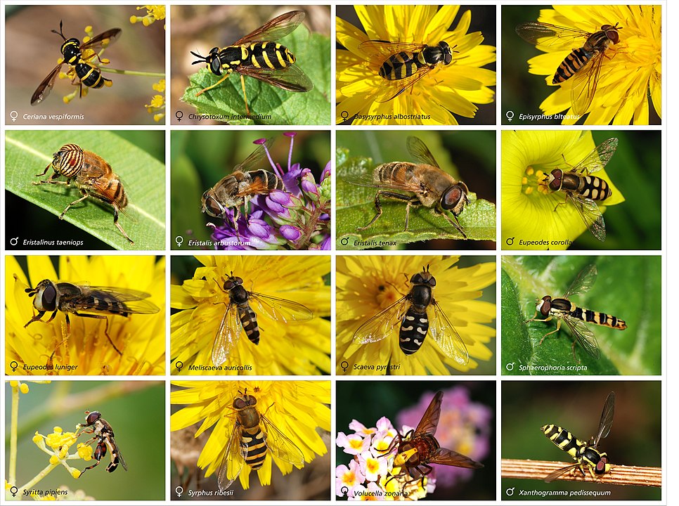 16 different species of Hover Flies