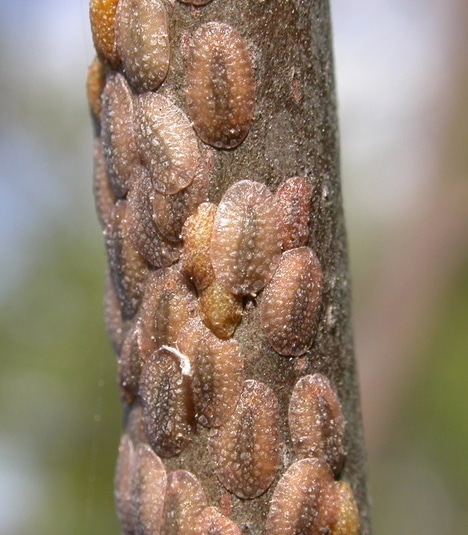 Scale Insect on Plant