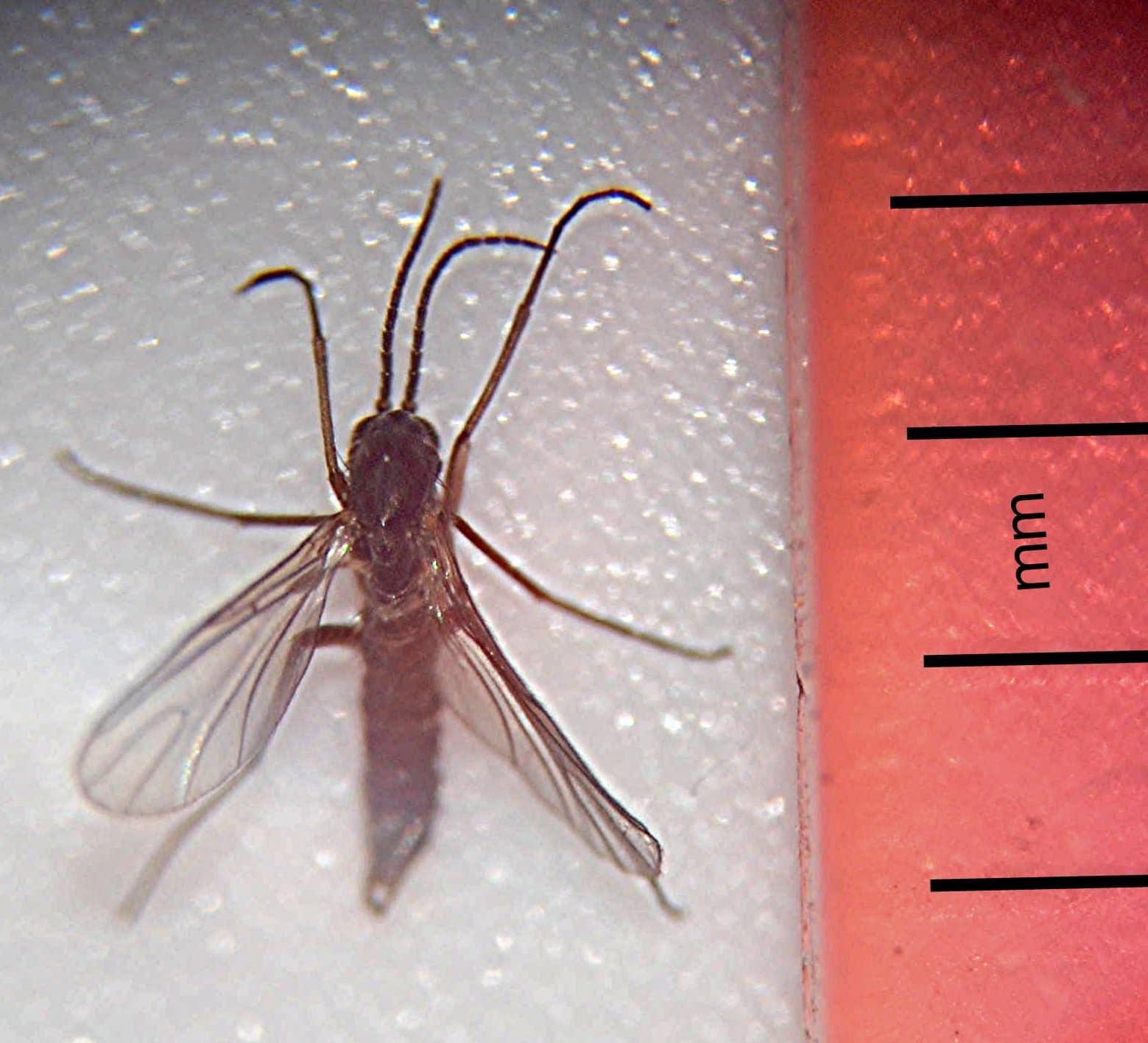 Fungus gnat. (2023, March 1). In Wikipedia. https://en.wikipedia.org/wiki/Fungus_gnat