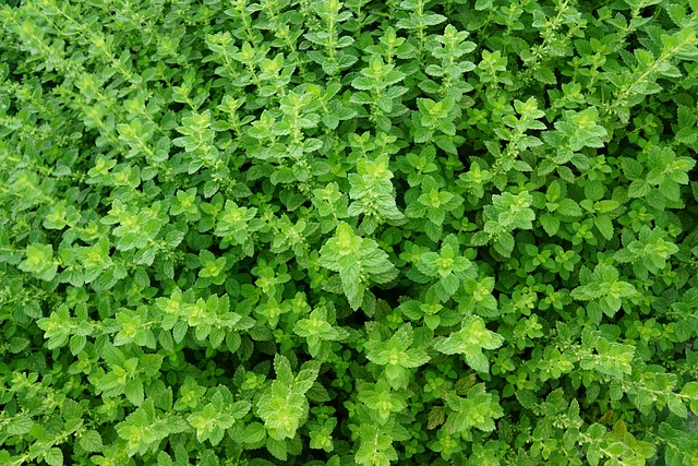 Thyme