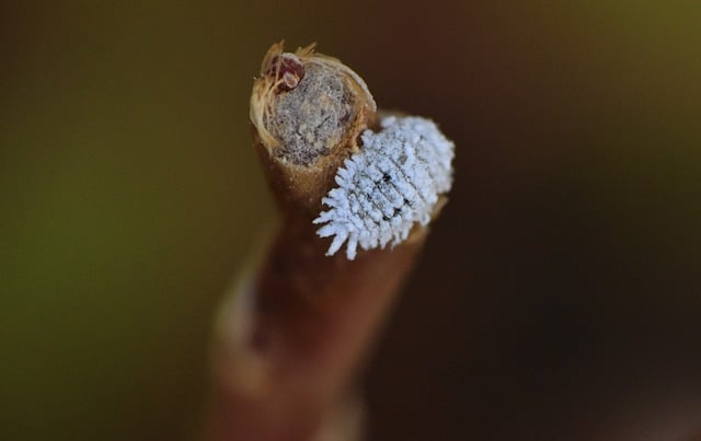 Mealybug